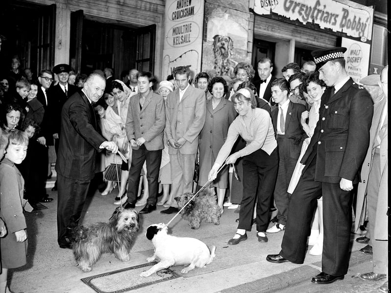 The Skye terrier dog who played the title character at the premier of the film Greyfriars Bobby in the Caley Cinema Lothian Road in July 1961.