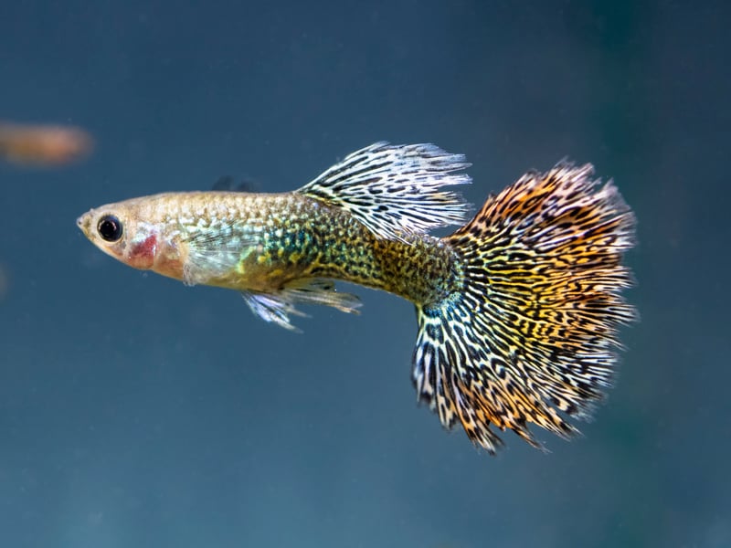 Another hugely popular staple of community tanks the world over is the brightly-coloured guppy which happily co-exists with other similarly-placid species of fish. The only exception is if they give birth to babies - it's best to pop the baby fish into a different aquarium in case they become a snack.