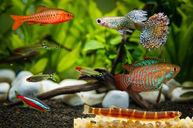 Some of the best tropical fish for a community tank.