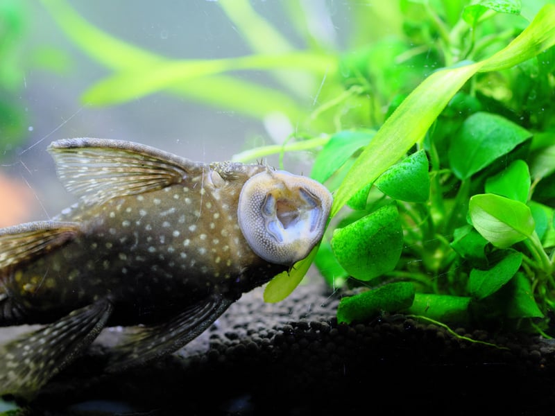 Amazingly camoflagued - you could be forgiven for thinking they're a rock - Bristlenose Plecos are peaceful algae eaters that help maintain a clean tank. Unlike the Common Plecos, they stay relatively small, making them more suitable for home community aquariums. Pop a piece of driftwood in their tank so they can enjoy grazing on it.