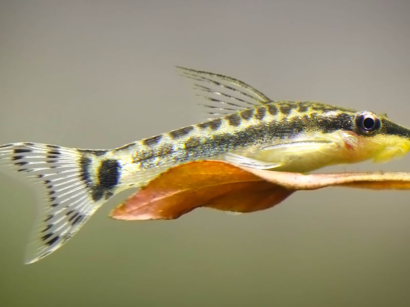 Otocinclus Catfish are small algae eaters that thrive in groups. They are highly peaceful and help control algae growth in a community tank. They require a well-established aquarium with plenty of biofilm and hiding spots. They do best with tetras, rasboras, and other non-aggressive fish.