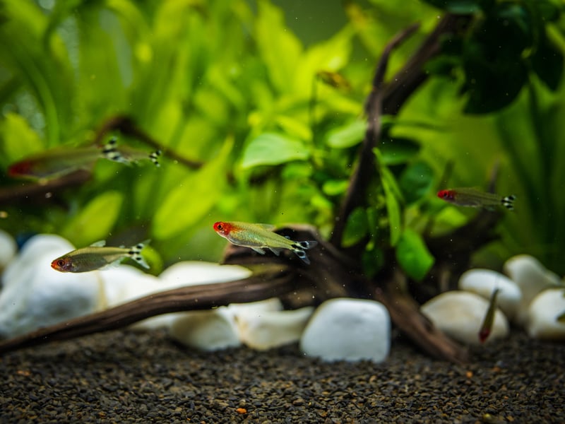 Pretty much all tetras get on well in a community tank and are likely to get on with pretty much anybody - other than the bucktooth tetra which is a bit of a scale-nibbling bully. Add a school of Rummy Nose Tetras though and you'll not have any complaints from the rest of your fishy community.