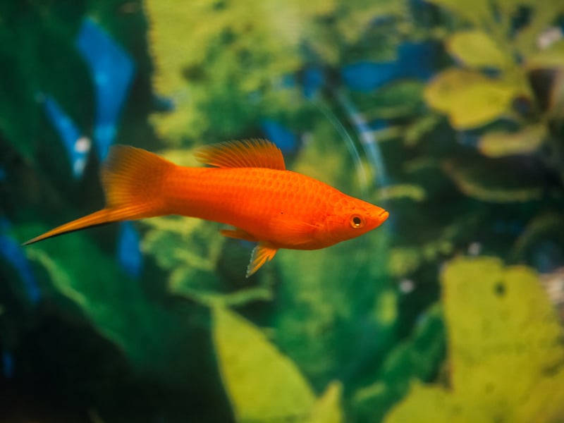 Swordtails are easy-going fish with an elongated tail resembling a sword - but it's never used for violence. Another fish that likes plenty of vegetation, the males are only occasionally territorial and otherwise this is a very friendly fish.