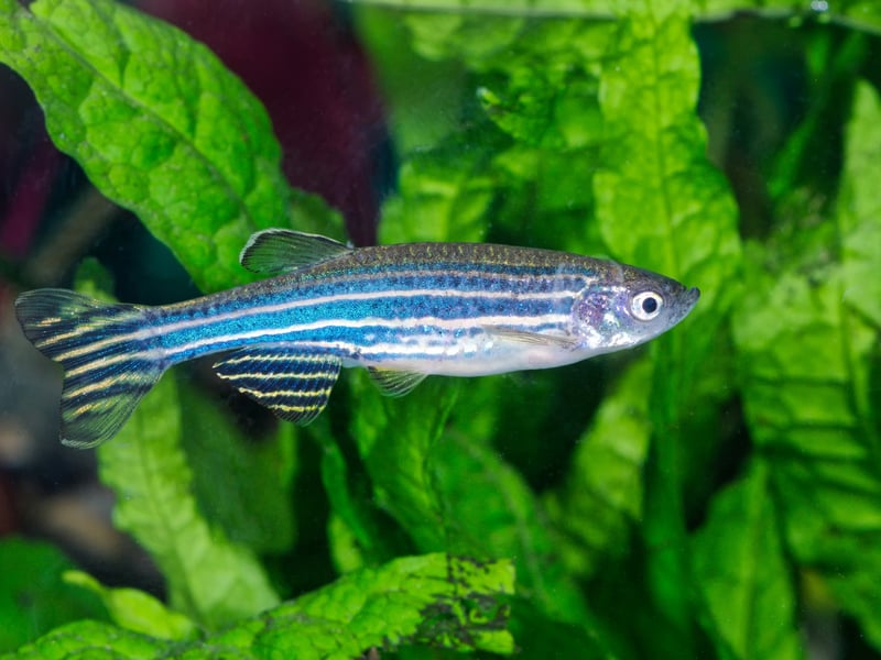 Also known as the Zebra Fish, due its distinctively stripy body, this is a small fish that is very chilled with other aquarium buddies. Get at least five and they will naturally form a school. These fish will eat pretty much anything so that's another thing you shouldn't need to worry about.