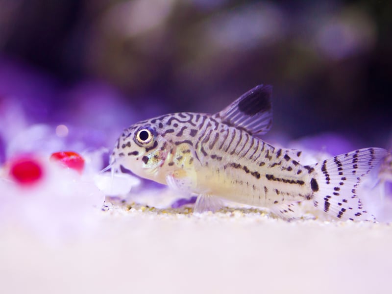 Perfect to give you a helping hand with cleaning your aquarium, the Corydoras Catfish are bottom-dwelling fish that hoover up any leftover food. They prefer to be kept in groups of at least six and are extremely peaceful. Orinally from South America, they can defend themselves in a fight, thanks to their body armor topped by sharp spines.