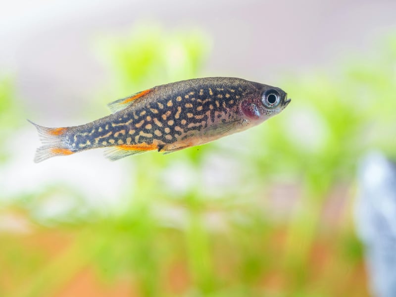 Also known as the Galaxy Rasbora, whatever you call them the tiny Celestial Pearl Danio isn't going to hassle anybody else in its tank. They look like tiny trout and originally hail from Myanmar and Northern Thailand.