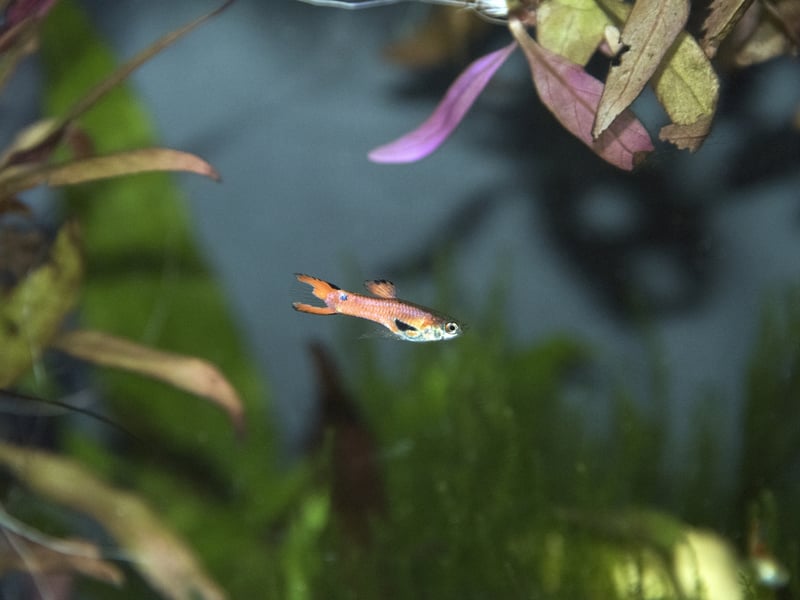 Endler’s Livebearer are best described as tiny Guppies, and are similar in outlook and temperament - while being even hardier and more peaceful than their larger cousins. Their size makes them a great choice for nano tanks too.
