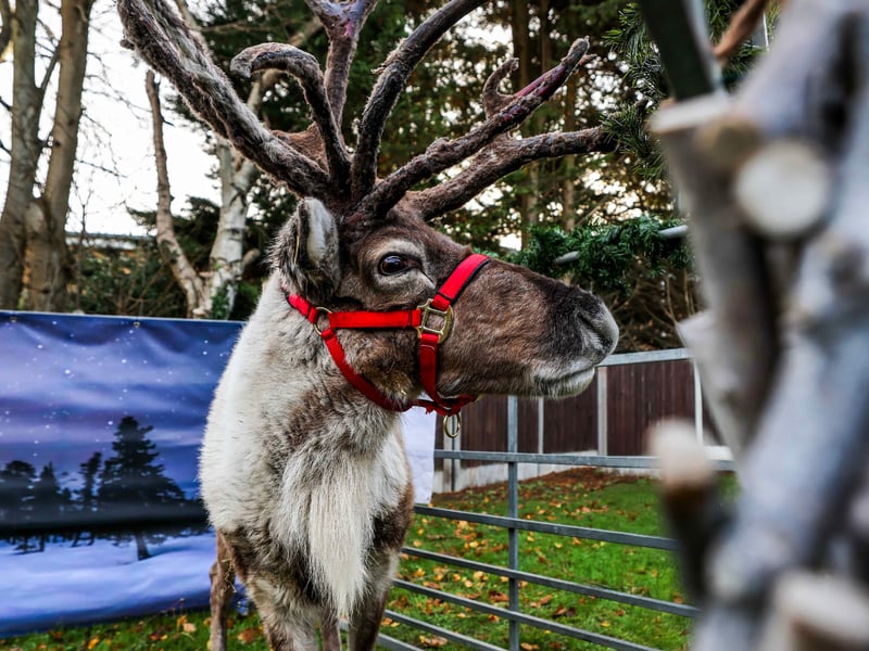 Meeting the reindeer: Young guests had the opportunity to get up close with real reindeer at the festive celebration.