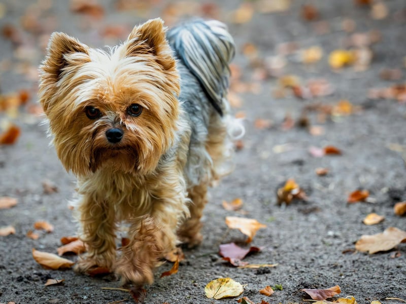 Another terrier takes second spot. Small dogs tend to live longer than large dogs, so it's no surprise to see the tiny Yorkshire Terrier coming high up in this list with an average lifespan of 12.54 years. It orginated in the nineteenth century in - unsurprisingly - the English county of Yorkshire.