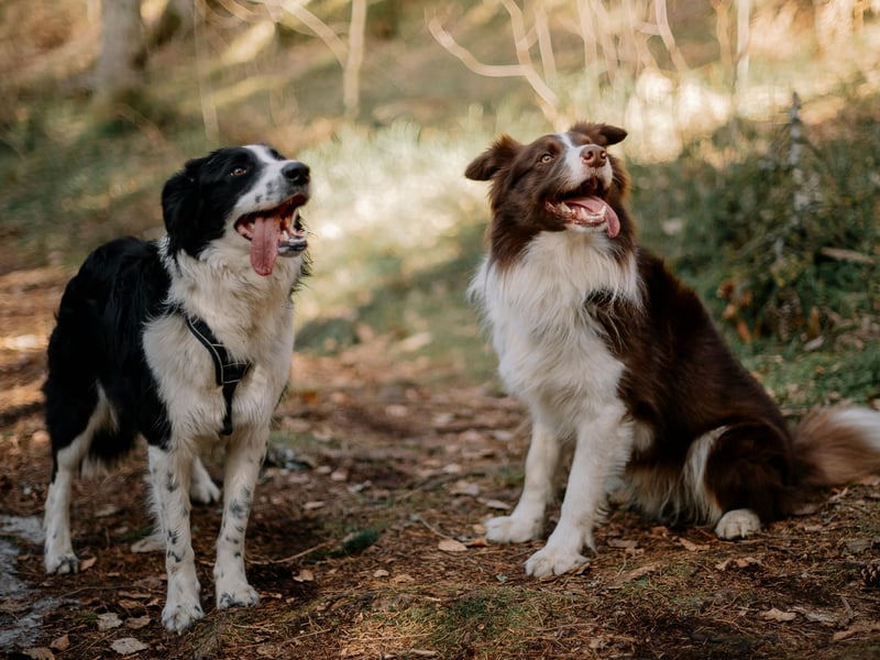 The world's most intelligent dog breed, the Border Collie is also one of the most long lived - with an expected life of 12.10 years. Bred first on the border between England and Scotland, it's often very successfully used to herd sheep.