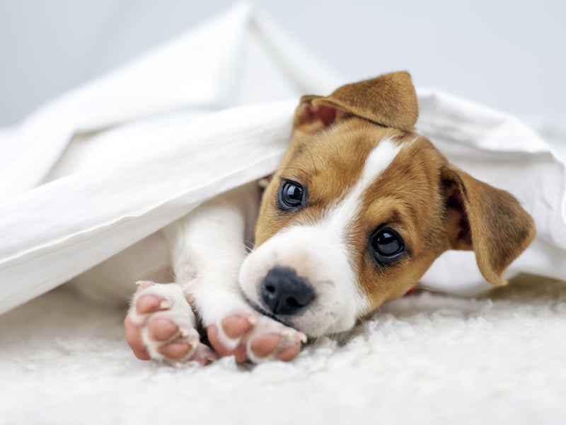 The Jack Russell Terrier was the longest living breed that the study looked at - with an average age of 12.72 years. The cheery wee dogs were originally bred for fox hunting in North Devon by the Rev Jack Russell - hence the name.
