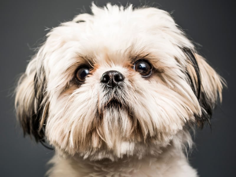 Originating in Tibet, the Shih Tzu is a popular companion dog that researchers found will live to an average of 11.05 years. These friendly wee characters were favourites of Chinese Royalty during the Ming Dynasty - so much so that they refused to trade them.
