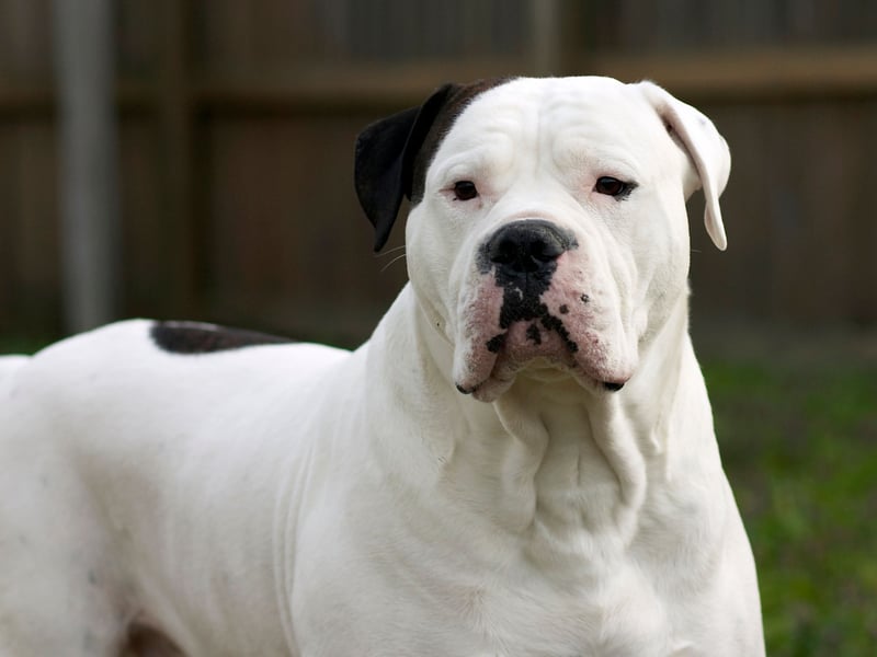 All four of the dog breeds that have the shortest lifespans, starting with the American Bulldog, are brachycephalic (flat-faced). The lower life expectancies are associated with the animals suffering from several conditions, including breathing problems and spinal disease. The American Bulldog lives for an average of 7.79 years. 