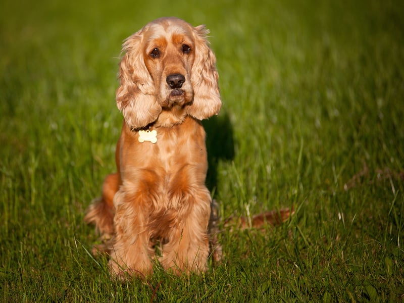 Originally bred to be a gun dog like their longer-living Springer cousins, energetic Cocker Spaniels reach an average age of 11.31 years.