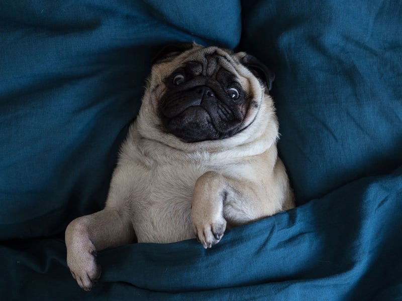 The adorably wrinkly Pug is cute but these dogs are prone to developing a host of health issues, giving these small pups an average life of 7.65 years.
