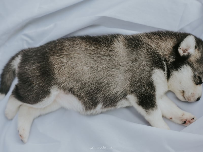A hardy Arctic sledge dog that can pull people and produce over miles of icy tundra, the Husky can be expected to clock up an average age of 9.53 years. 