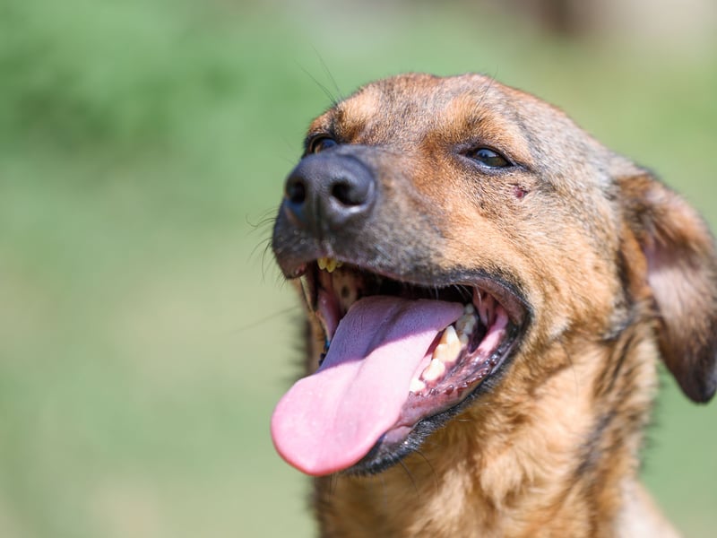 Interestingly, mixed breed non-perigree dogs live for longer than the majority of purebreds - an average of 11.7 years.