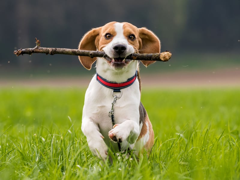 A boisterous scent hound that love to run around in a pack, Beagles have an average lifespan of 9.85 years. These days they are often used as a detection dog to check for prohibited items in airposrt customs. 