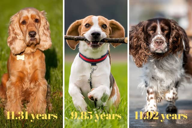 Different dogs have different average lifespans.