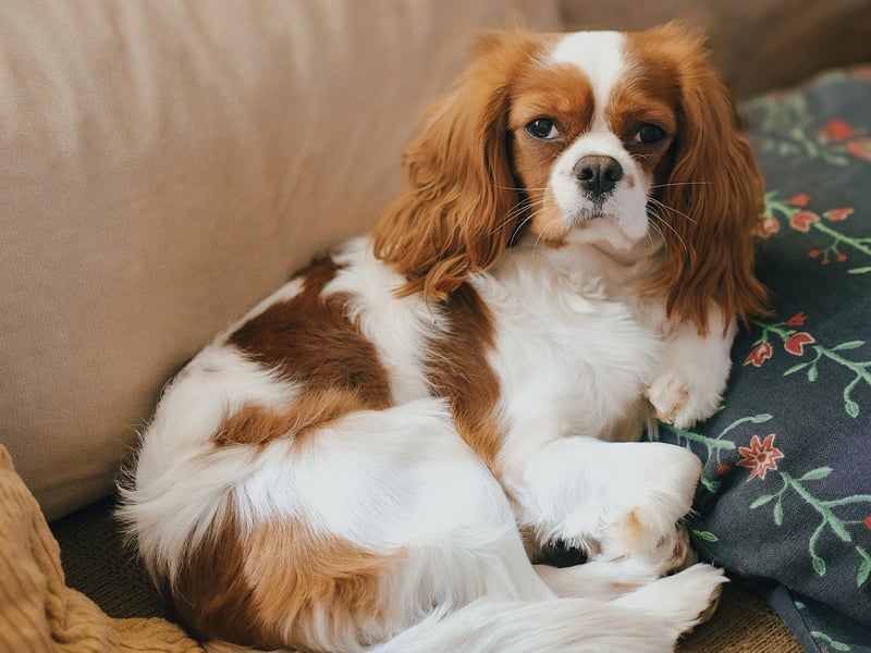 Known for being gentle and affectionate, the Cavalier King Charles Spaniel can expect to live for an average of 10.45 years. It was bred to resemble Charles II's spaniel during the English Civil War, when the king's supporters were known as Cavaliers - hence the name.