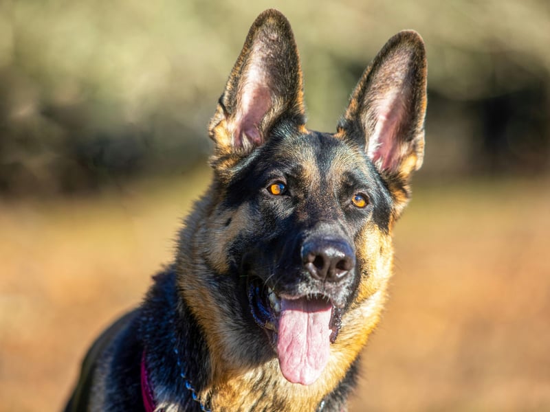 Popular with the army and police forces - and used for everything from sniffing out drugs to sentry duty - the German Shepherd lives for an average of 10.16 years.