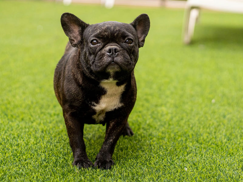 The French Bulldog has seen a huge surge in popularity in recent years - challenging the Labrador for the number one spot - but they also have the shortest lifespan according to the research, averaging just 4.53 years.