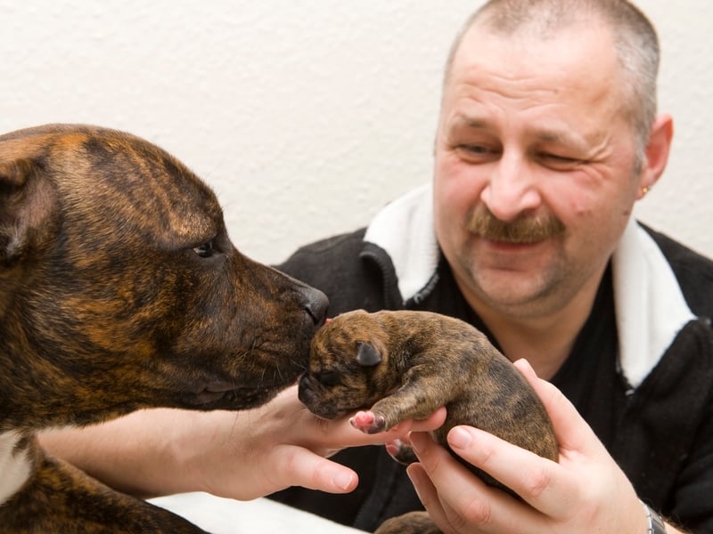 Dave Parry, of Greendykes House, owner of Katie the Staffie, who had seven pups on the day the council dog ban was lifted on Edinburgh tower blocks in 2010
