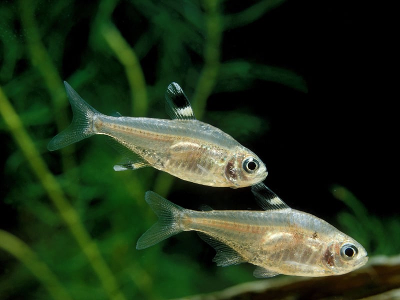 Also known as the Pristilla Tetra, the X-Ray Tetra gets its more common name from their remarkable transparent bodies. They are another tetra perfect for beginners thank to their ease of care and non-aggressive nature. You should be able to buy them for about £2.50-£3.50 each. 