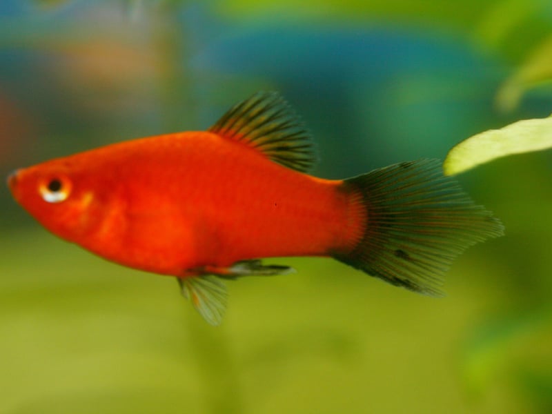 Like the Guppy, the Platy is a livebearer and are almost as cheap. They are great fish to keep as pets easy to care for, colourful and friendly. They like being kept in small groups and come in a range of shapes and colours, all of which have slightly different prices. Expect to pay in the region of 75p-£3.75 per fish. 