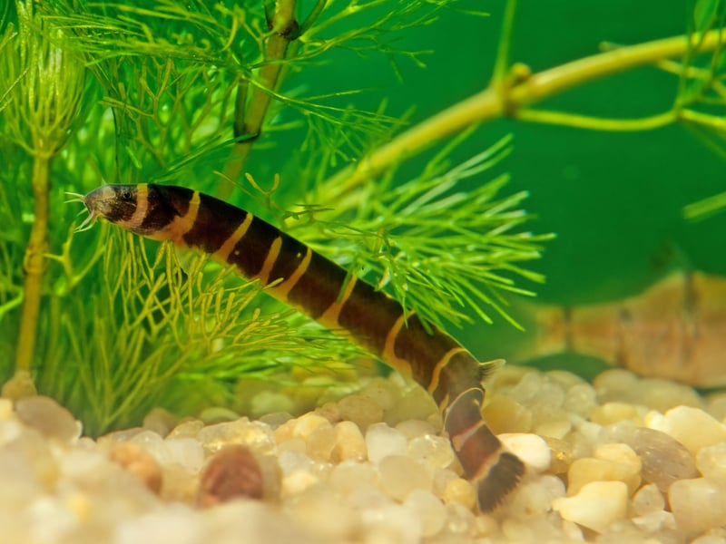 Proof that even the more unusual looking tropical fish don't need to break the bank, the Kuhli Loach is a slender, eel-like bottom dweller. They are quite shy and mostly nocturnal but are excellent scavengers and will help keep your aquarium clean. Expect to pay around £3.25-£4.50 each for juvenile fish. 

