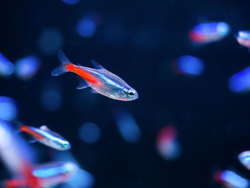 The colourful Neon Tetra is probably the world's most popular pet tropical fish, and for good reason. It's a peaceful fish that's not too fussy about its enviromnent and is perfect for beginners. It's also the cheapest fish out there to buy - expect to pay between 40p and £1.80. 