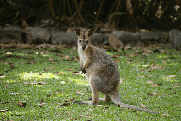 A unique chance to see Lotherton’s famous residents during their winter season—perfect for animal lovers. You’ll learn how the wildlife team cares for these fascinating creatures during the colder Yorkshire months. 📍 Wildlife World at Lotherton, LS25 3EB