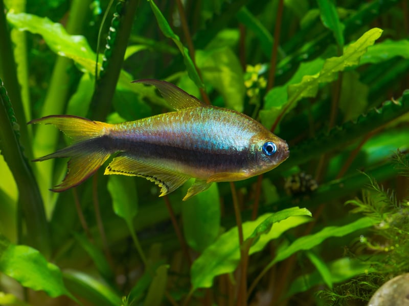 The Emperor Tetra is a supremely elegant fish with colourful fins and an attractive reflective sheen. Unlike many tetra species they prefer aquariums with plenty of shafy planted areas. Like many tetra species, they are an inexpensive choice - costing from £2.29-£3.50 each.