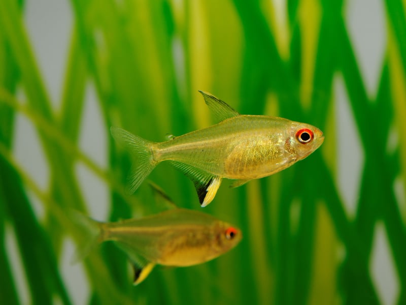 The Lemon Tetra very much lives up to their name - they look like they could be popped into a glass of gin and tonic as garnish! They are peaceful shoaling fish that you can buy for your tank for around £1.90-£2.50 each.