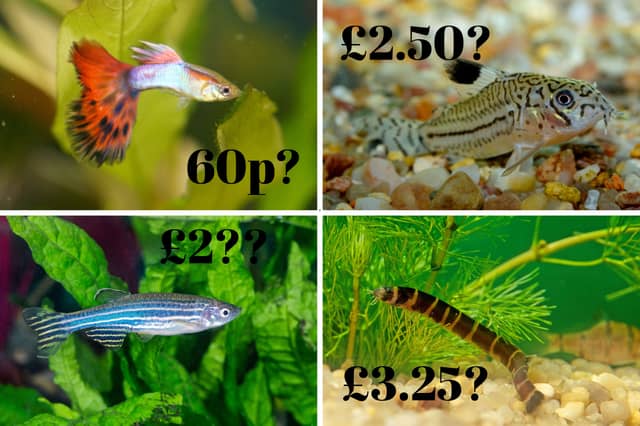 Fish prices