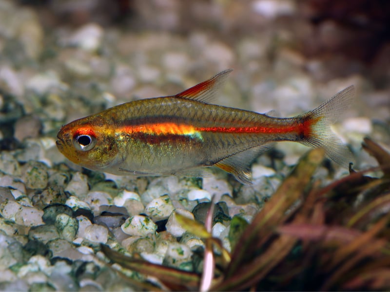 Tetras tend to be inexpensive fish, thank to the relative ease of breeding. Another example is the Glowlight Tetra, named after the luminous stripe of orange/red along their body which gives off a warm glow in soft lighting. These peaceful shoaling fish can be bought for between £1.80 and £3. 