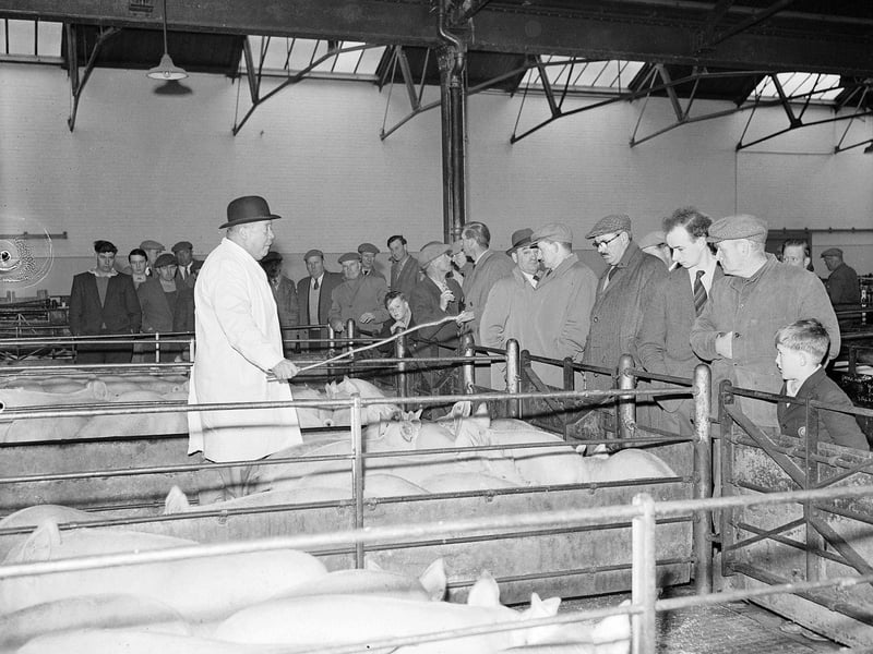 Mr R Boydon of Messrs Oliver and Sons selling pigs at Gorgie Market in April 1960.