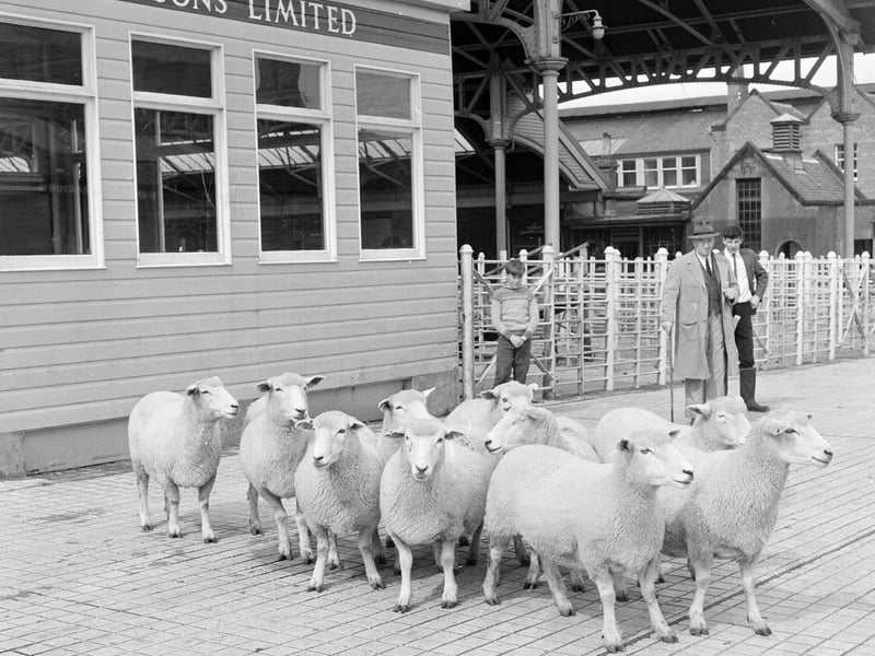 Sheep waiting to be dispatched to Glendevon at Gorgie Mart in August 1965.