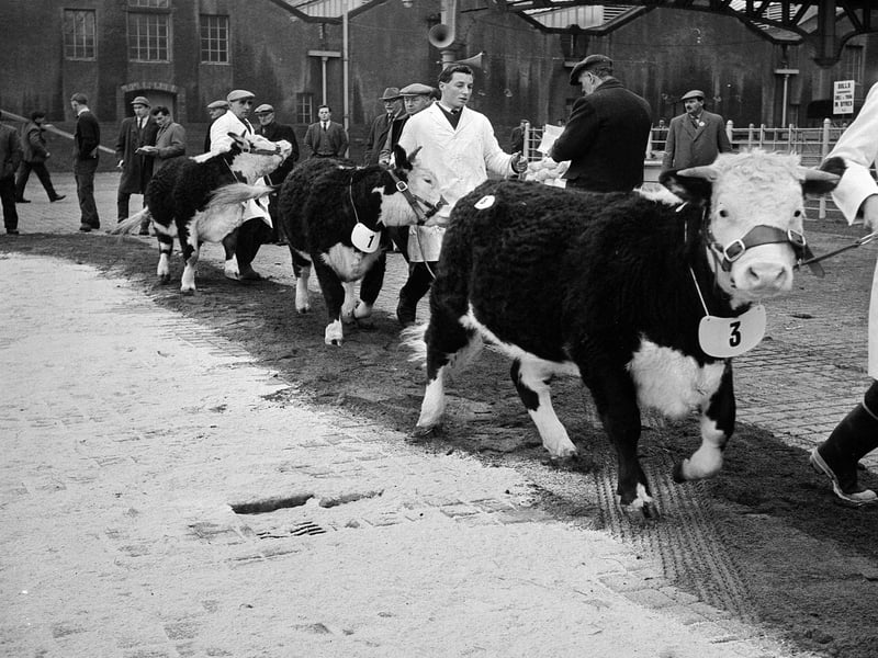 The Hereford Cattle Show at Gorgie in March 1964.