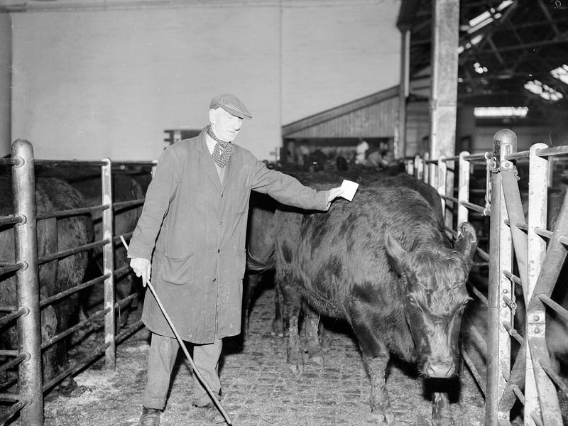 James Stevenson - a cattle driver at Gorgie Market - at work in November 1961.