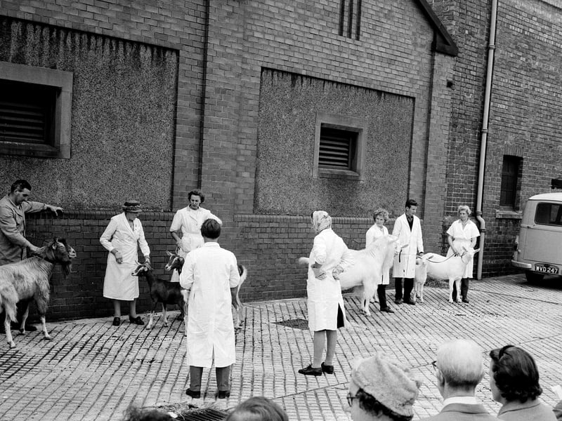 A goat show in Gorgie in August 1964.