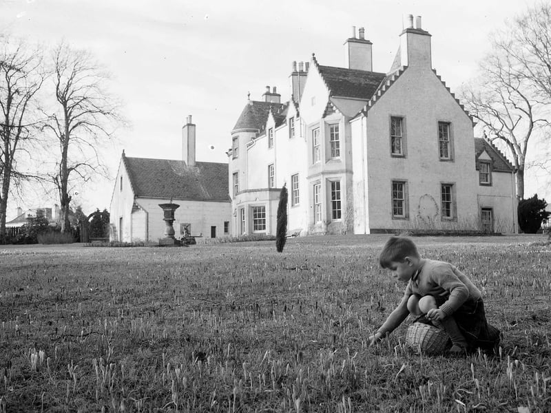 Picking crocuses at Barnton House in February 1958.