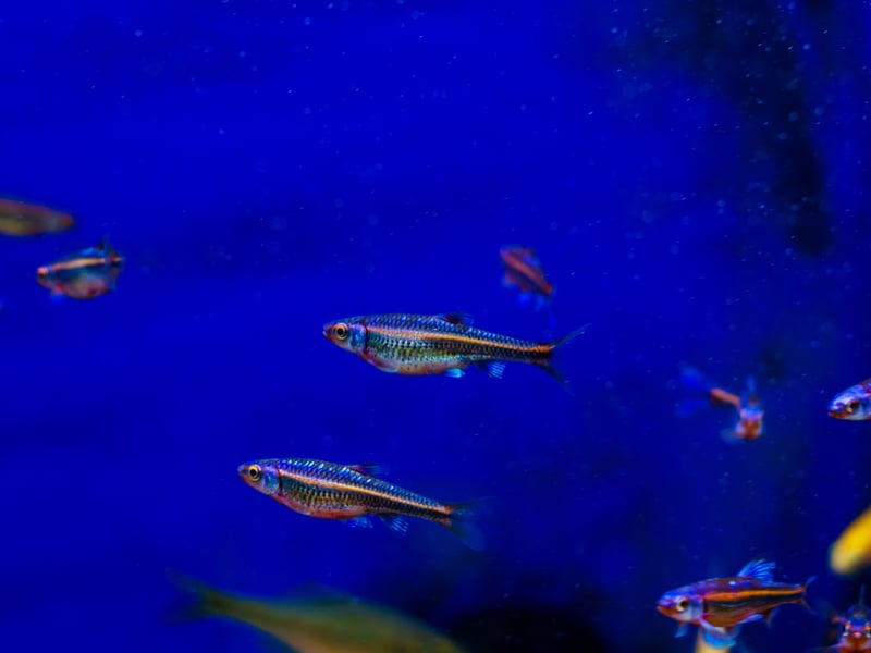 Native to North America, Rainbow Shiners shimmer with iridescent blues and purples. They require cool, clean water and do best in schools with good flow and oxygenation.