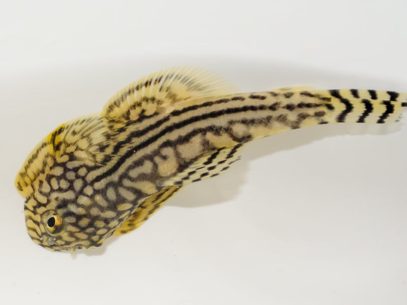 Looking for something more unusual for your cold water aquarium? The Hillstream Loach could be your fish! Unusual and eye-catching, they resemble miniature stingrays. These algae-eaters love fast-moving, oxygen-rich water and do well in cool temperatures with plenty of rocks and hiding spaces. Originally from South, Southeast and East Asia, there are around 202 subtly-different species of Hillstream Loach, although your local petshop will probably only have a couple.