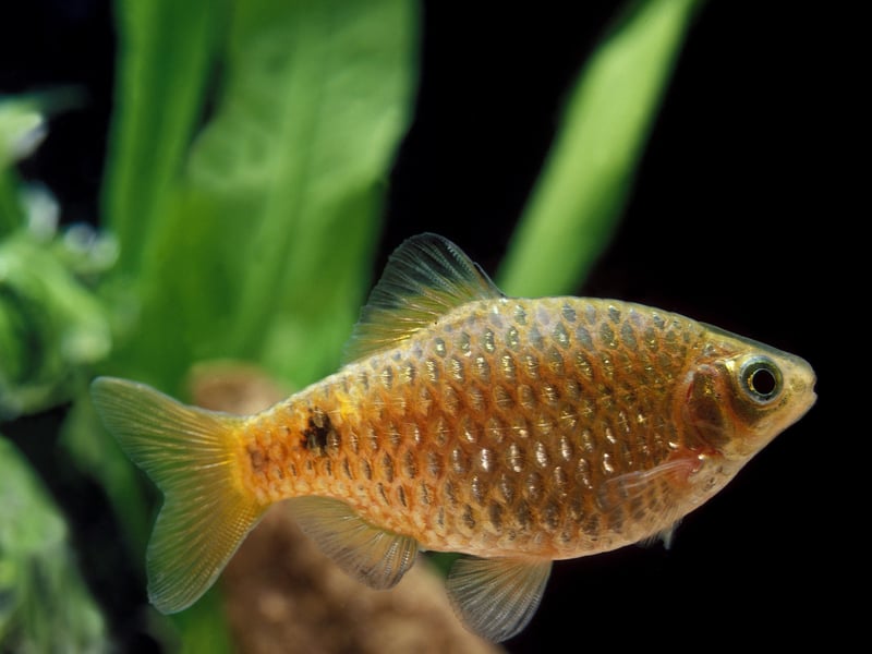 The Rosy Barb is a fish that is equally at home in a tropical or cold water aquarium. Colorful and lively, they and are relatively easy to care for and are a schooling fish - so best buy a few. Originally from southern Asia, they’re active swimmers needing space and some plant cover. 