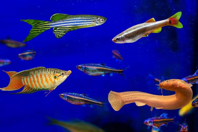 Some of the most popular cold water fish.