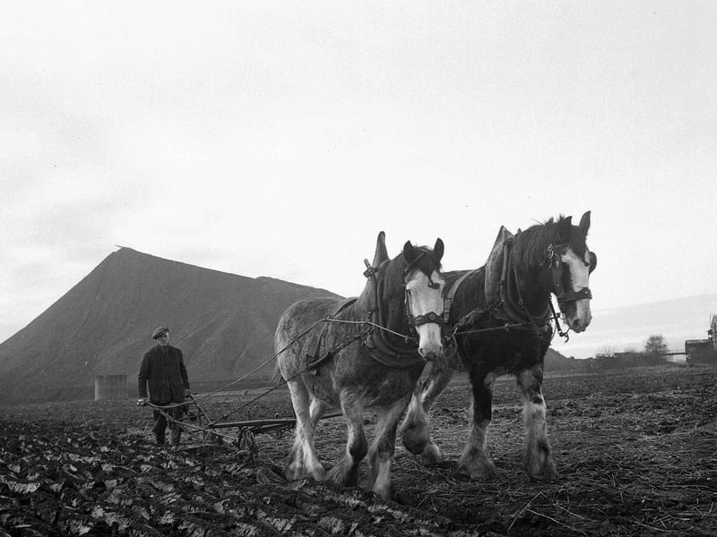 Mr Thomas Thomson guides Dick and Punch along the straight and narrow at South Gilmerton Farm in February 1964.