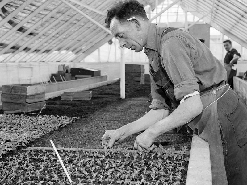 Dobbies Gilmerton Nurseries in February 1963.