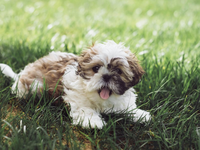 Shih Tzus are affectionate lapdogs that were bred for companionship. These sticky wee characters bond strongly with their people, and want to be as close to them as physically possible. Whether cuddling up on the couch or following you around as you do the housework, they are pretty much made of glue.