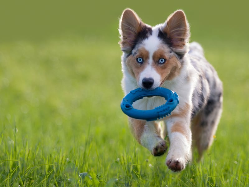 Not all velcro dogs are lapdogs (although we still have a few of them to come). Working dogs and herding dogs can be sticky with their owners due to them being pack animals. They see their human family as being their pack and like to keep them as close as possible at all times. One great example of this is the Australian Shepherd which, despite its name, actually comes from America.